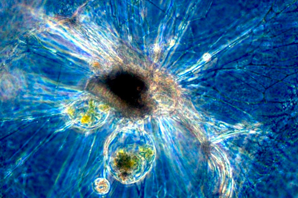 noctiluca-scintillans-3