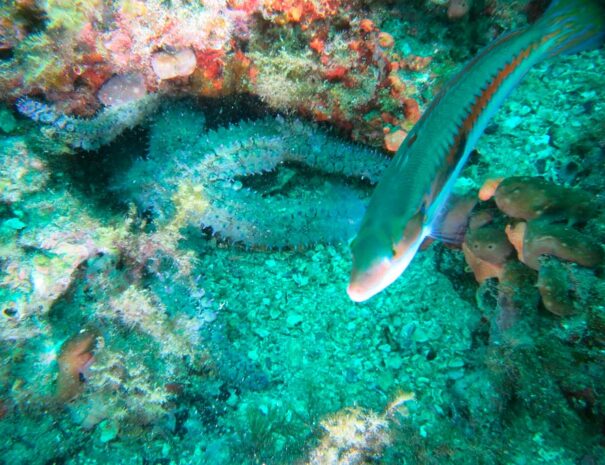 Flora-e-fauna-snorkeling-adulti-(73)